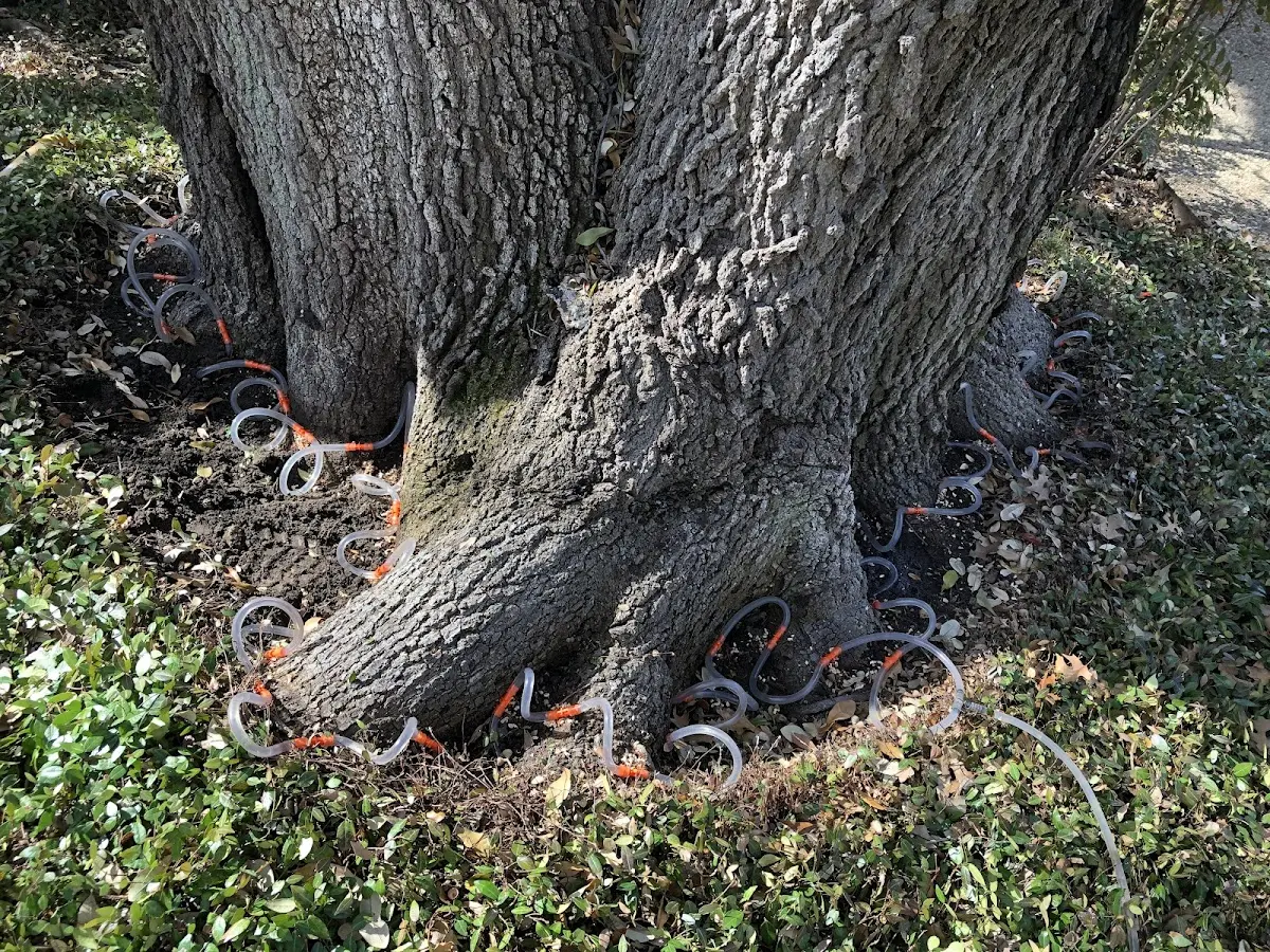 Detailed Tree Cabling and Bracing job site in Marble Falls