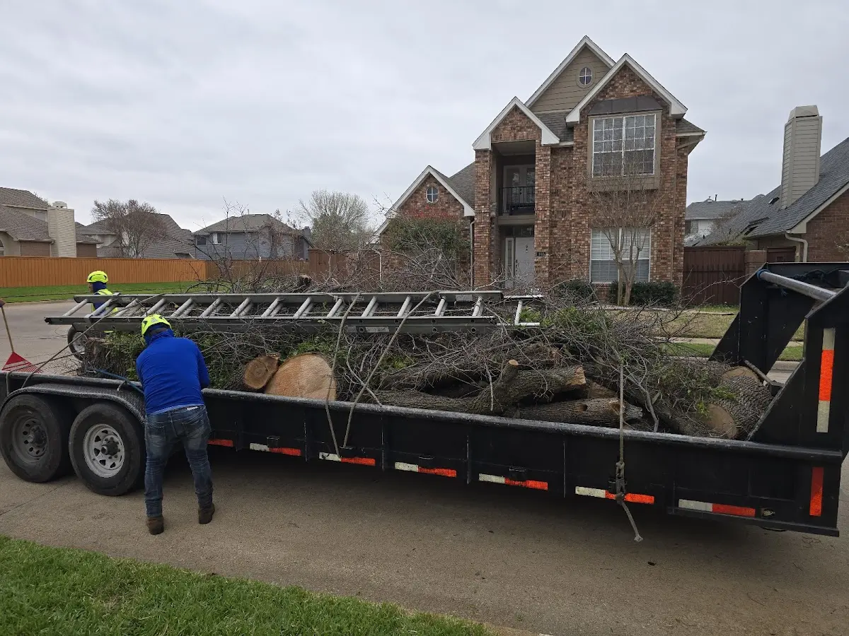 Expert Tree Removal with proper safety equipment in Marble Falls